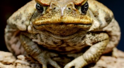 toads-800x559