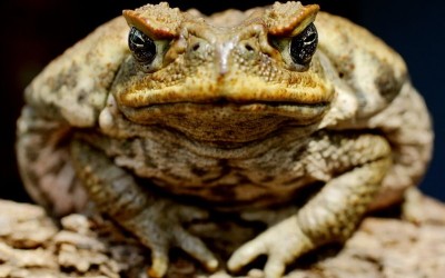 toads-800x559