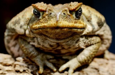 toads-800x559