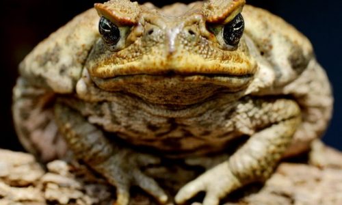 toads-800x559