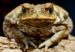 toads-800x559