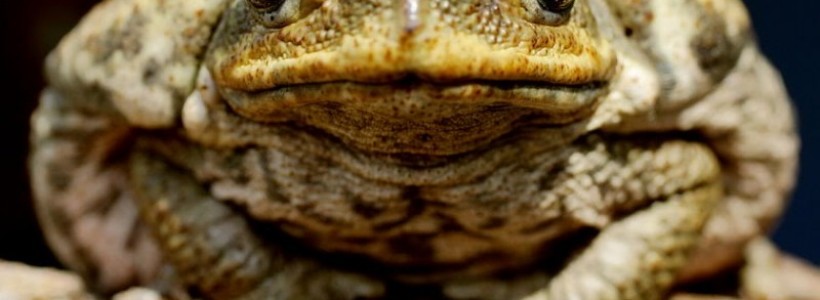 toads-800x559