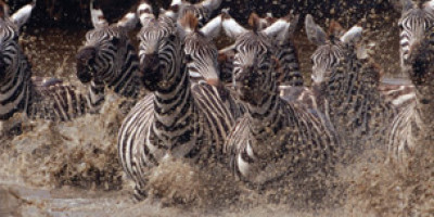 111125005426_running_zebras_304x171_eliweiss_nocredit