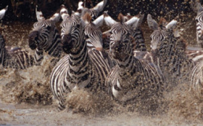 111125005426_running_zebras_304x171_eliweiss_nocredit
