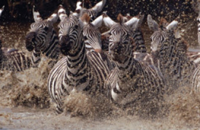 111125005426_running_zebras_304x171_eliweiss_nocredit