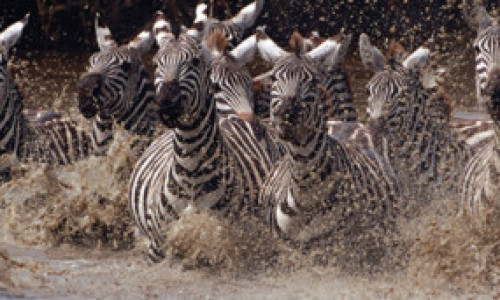 111125005426_running_zebras_304x171_eliweiss_nocredit