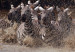 111125005426_running_zebras_304x171_eliweiss_nocredit