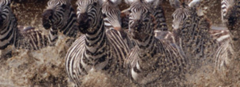 111125005426_running_zebras_304x171_eliweiss_nocredit