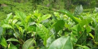 29452-700-5251-300x225