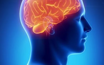 Cerebro_y_Obesidad