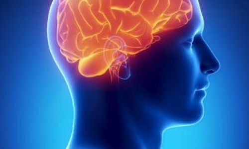 Cerebro_y_Obesidad