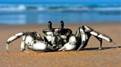 Crab_robot_Wallpaper_rljxu-800x600