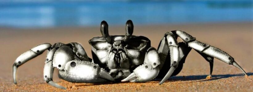 Crab_robot_Wallpaper_rljxu-800x600