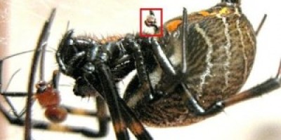 Un-macho-de-Nephilengys-malabarensis-sus-rganos-sexuales-en-la-caja-roja-a-punto-de-ser-devorado-300x168