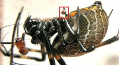 Un-macho-de-Nephilengys-malabarensis-sus-rganos-sexuales-en-la-caja-roja-a-punto-de-ser-devorado-300x168