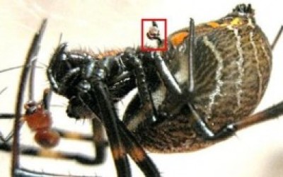 Un-macho-de-Nephilengys-malabarensis-sus-rganos-sexuales-en-la-caja-roja-a-punto-de-ser-devorado-300x168