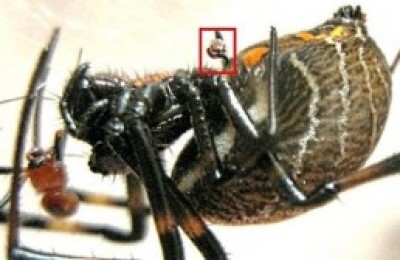 Un-macho-de-Nephilengys-malabarensis-sus-rganos-sexuales-en-la-caja-roja-a-punto-de-ser-devorado-300x168