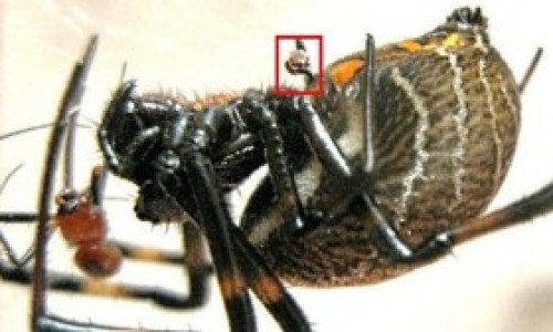 Un-macho-de-Nephilengys-malabarensis-sus-rganos-sexuales-en-la-caja-roja-a-punto-de-ser-devorado-300x168