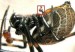 Un-macho-de-Nephilengys-malabarensis-sus-rganos-sexuales-en-la-caja-roja-a-punto-de-ser-devorado-300x168