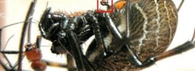 Un-macho-de-Nephilengys-malabarensis-sus-rganos-sexuales-en-la-caja-roja-a-punto-de-ser-devorado-300x168