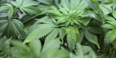 marihuana6786463521231765786