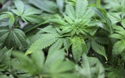 marihuana6786463521231765786