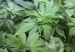 marihuana6786463521231765786