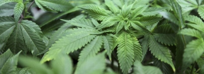 marihuana6786463521231765786