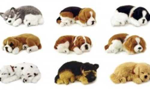 mascota1-300x166