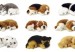 mascota1-300x166