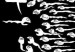 espermatozoides-290x3006734565