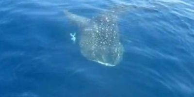tiburon_ballena