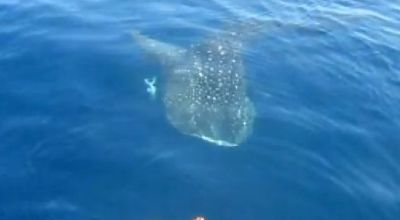 tiburon_ballena