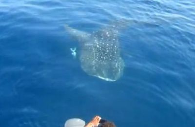 tiburon_ballena