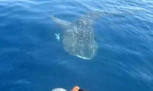 tiburon_ballena