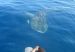 tiburon_ballena