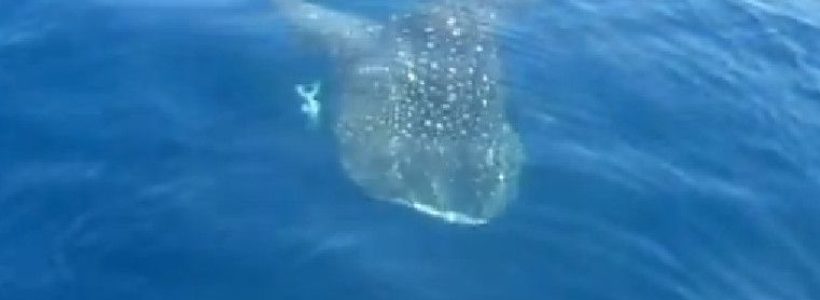 tiburon_ballena