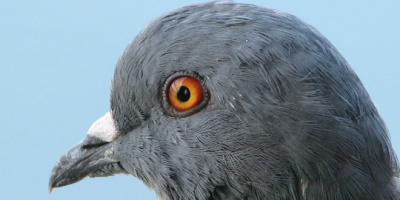 Paloma456878989-45678