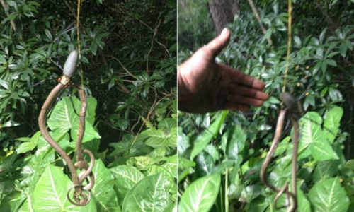 arana-devorando-serpiente1