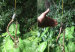 arana-devorando-serpiente1