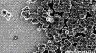 120507153500_bacterias_magneticas_304x171_universityofleeds