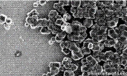 120507153500_bacterias_magneticas_304x171_universityofleeds