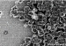 120507153500_bacterias_magneticas_304x171_universityofleeds