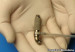 120525155534_microcorazon_304x171_hospitalbambinogesu