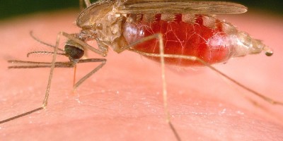 Malaria-800x557