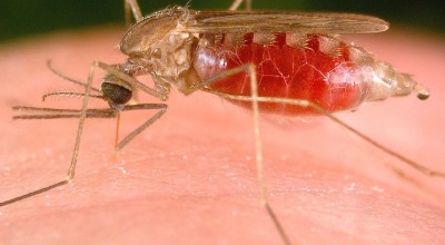 Malaria-800x557