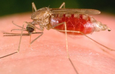 Malaria-800x557