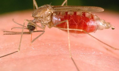 Malaria-800x557