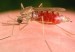 Malaria-800x557