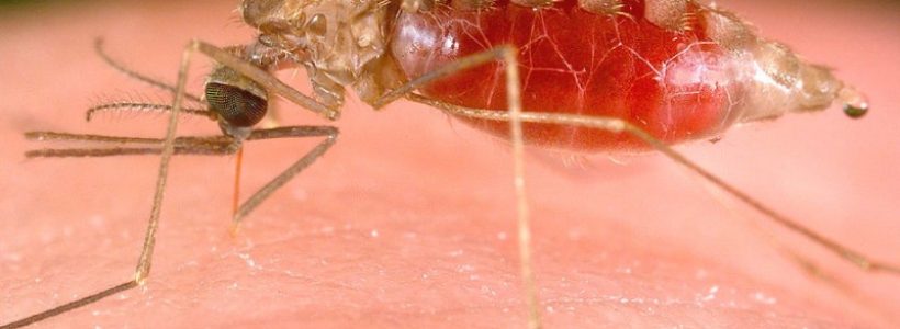 Malaria-800x557